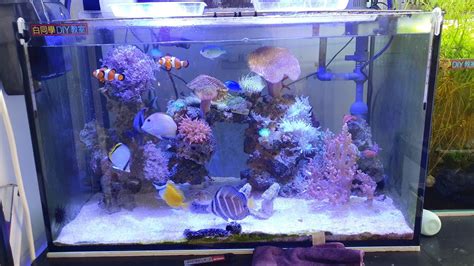 2尺缸可以養幾隻金魚|【2尺缸可以養幾隻魚】攻略大公開！2尺缸空間怎麼用，養魚數量。